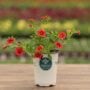 Calibrachoa – Cabaret Orange Improved – 4.5″ Pot